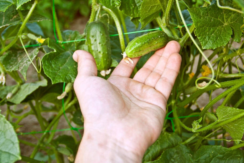 Harvest Cucumber